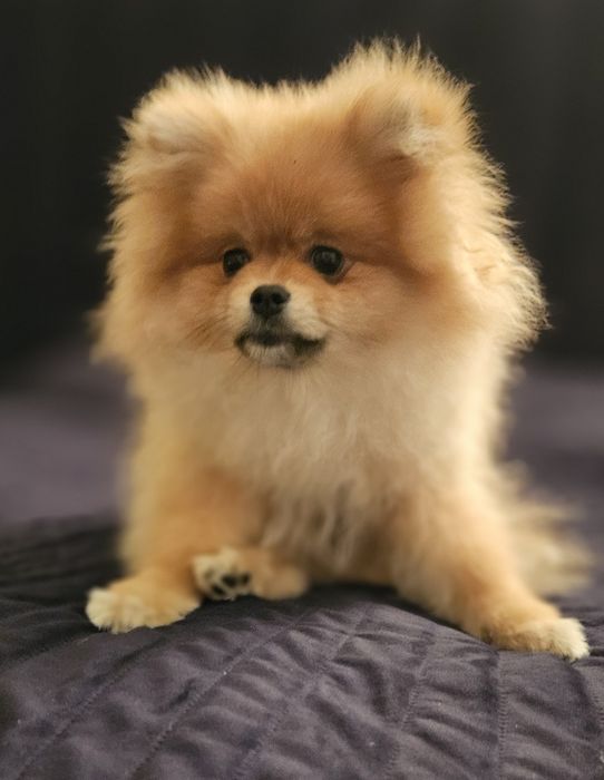 Szpic miniaturowy xs pomeranian samiec