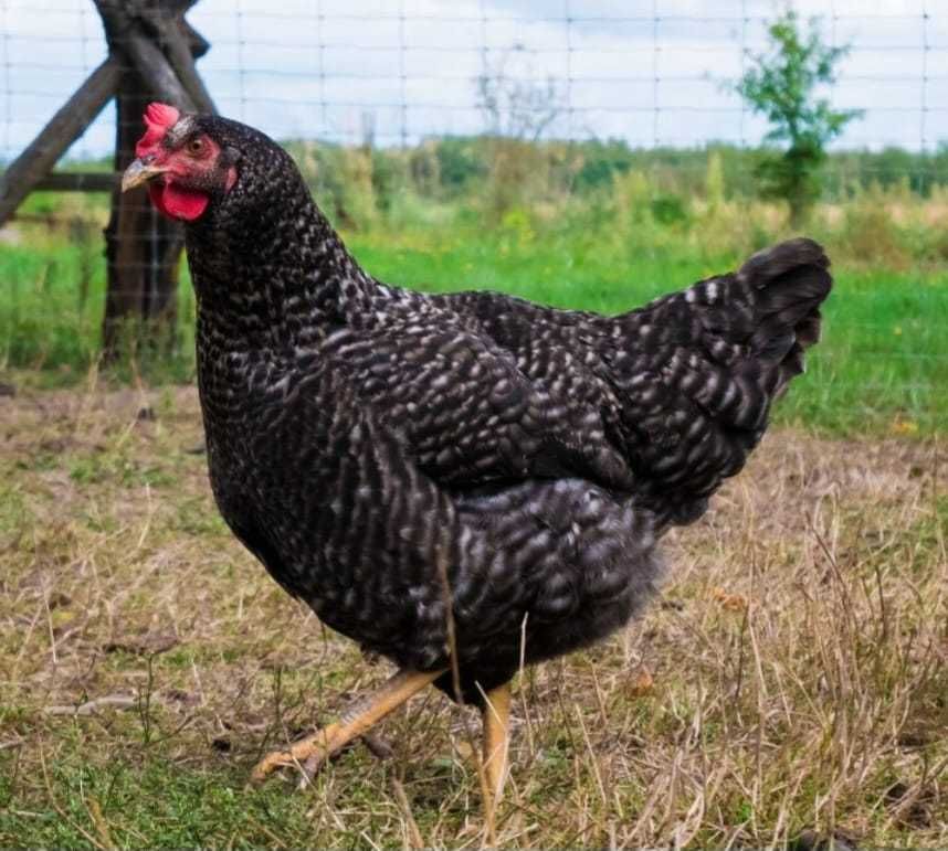 KURY kurki nioski ROSA DOMINANT LEGHORN młode zdrowe Transport