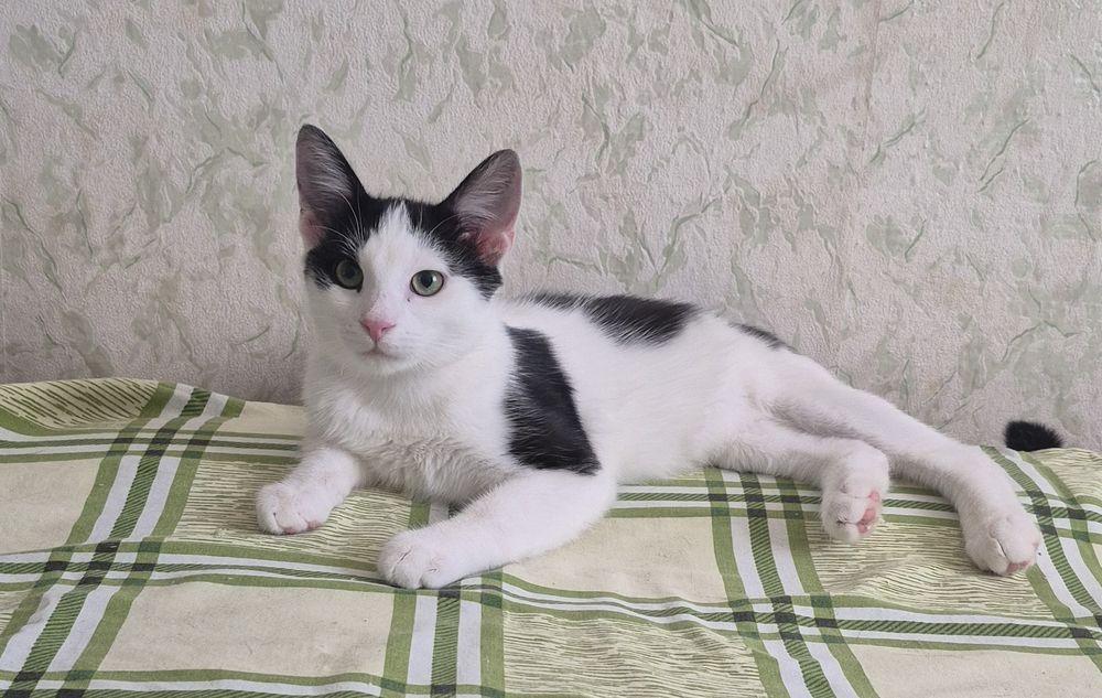 Бесплатно стериллизованный котенок Рикки ищет семью