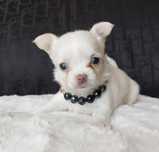 Chihuahua suczka