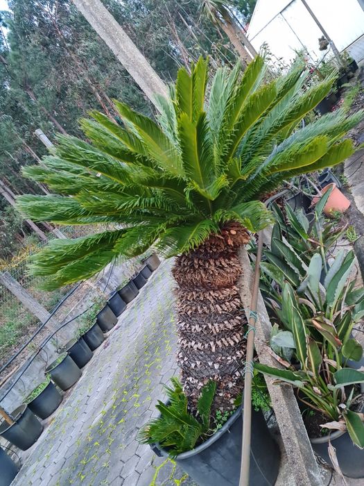Cyca Revoluta em Selha