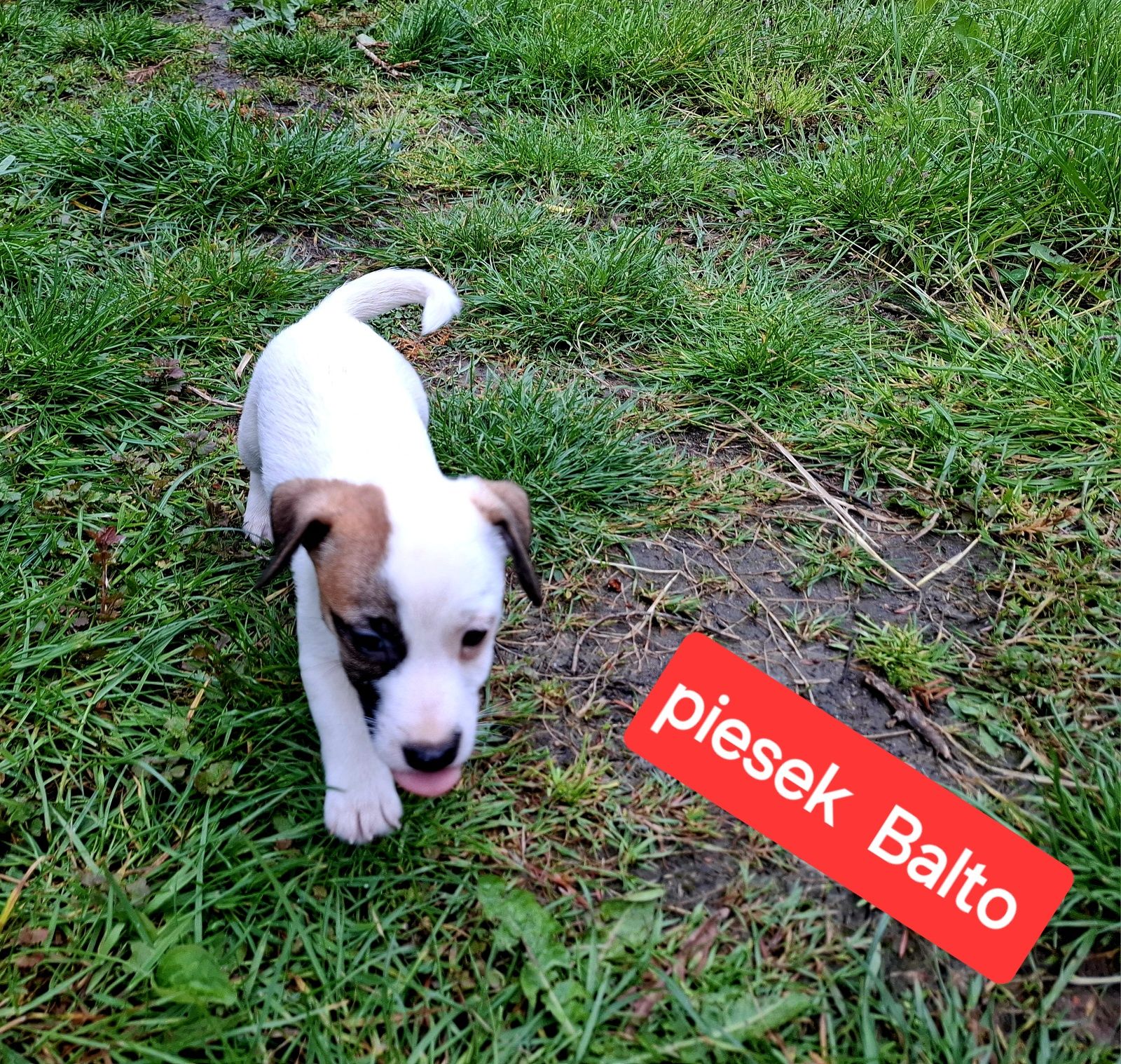 Piesek Balto Jack Russell krótkie nóżki RODZIICE W HODOWLI