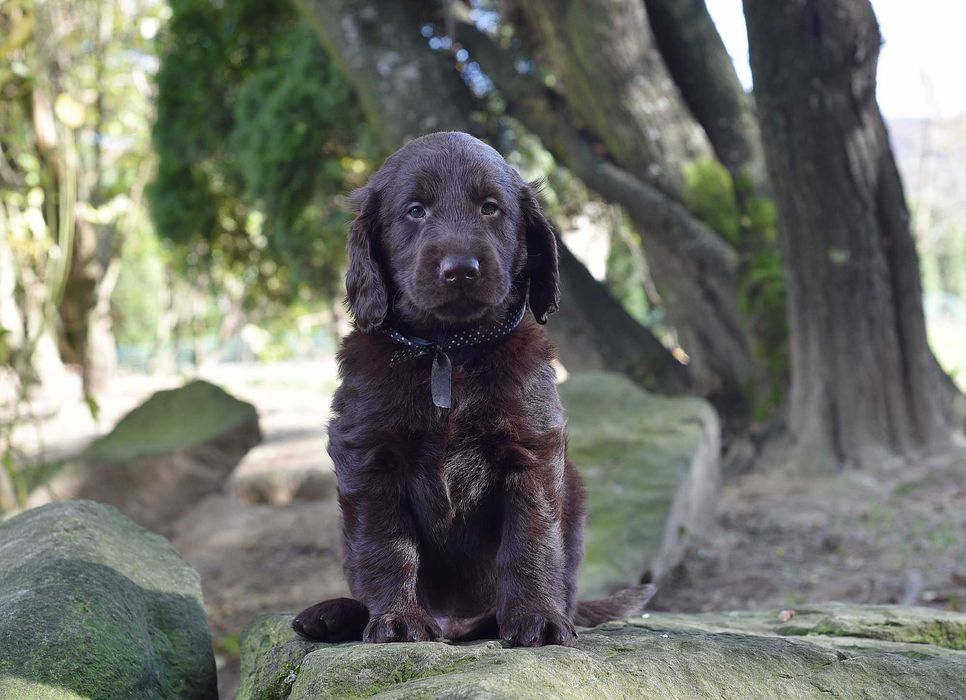 Flat Coated Retriever - wątrobiany samiec ZKwP/FCI
