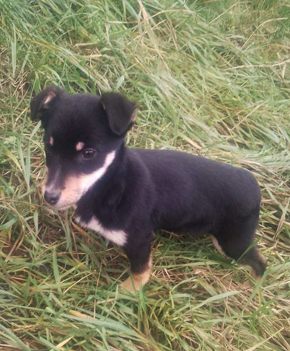 Красуня шукає домівку!