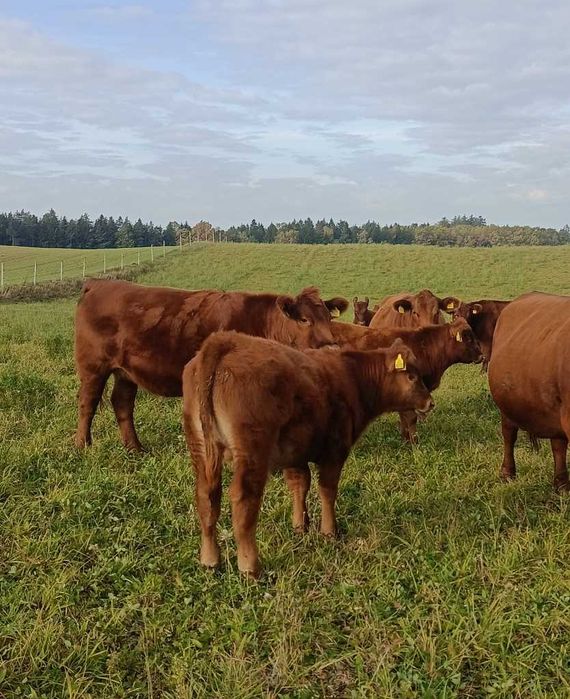 Odsadki Byczki Red Angus