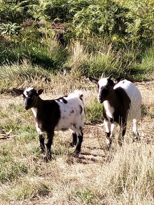 Cabras anãs para venda