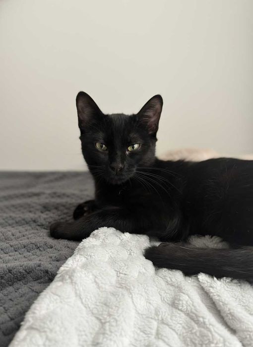 Setúbal / Margem Sul / Lisboa — JET, gatinha para adoção