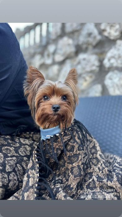 В'язка, молодий кобель шукає леді, документи КСУ