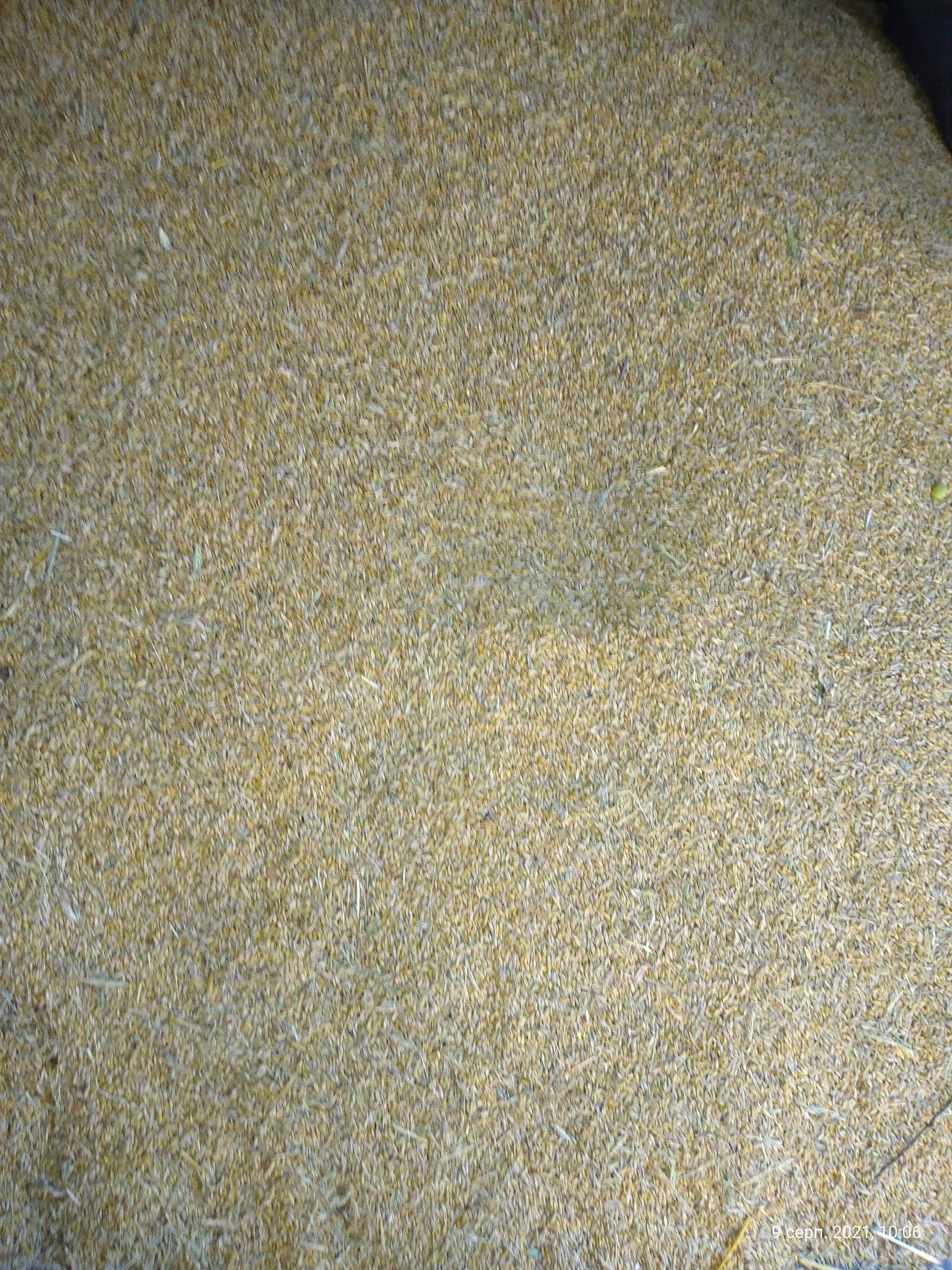 Пшениця зерно  продам