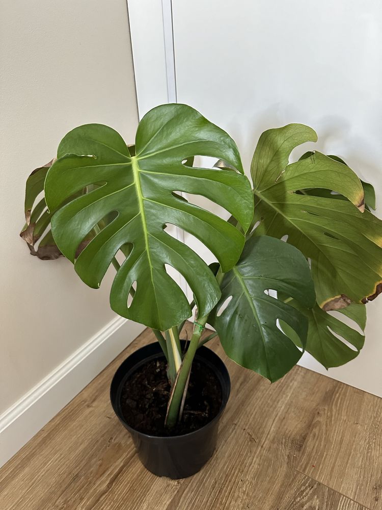 Monstera roslina zielona