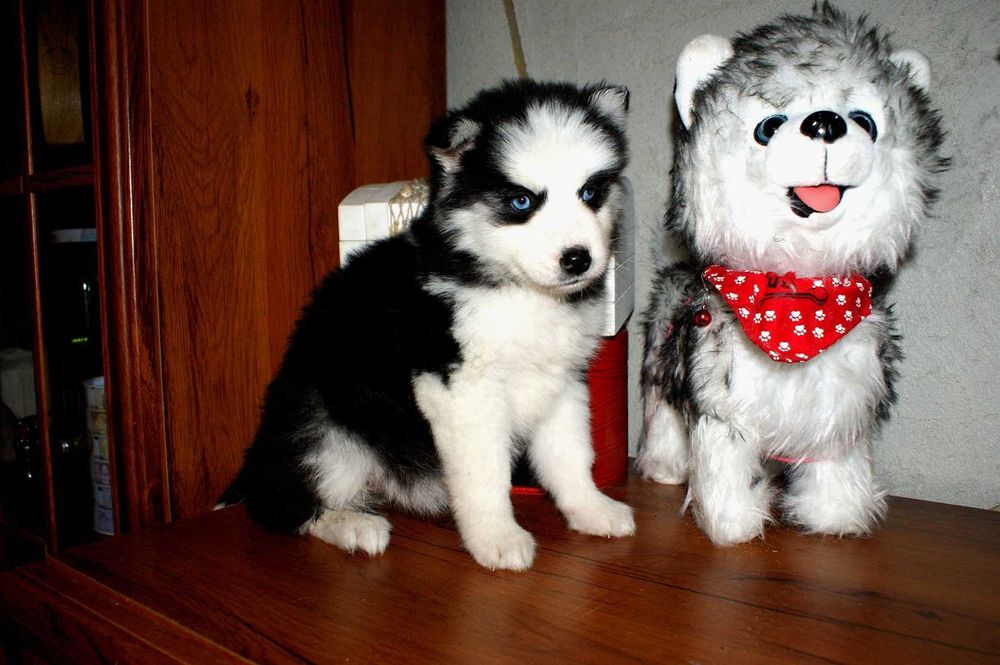 Suczka Syberian Husky długowłosa w typie misia metryka chip