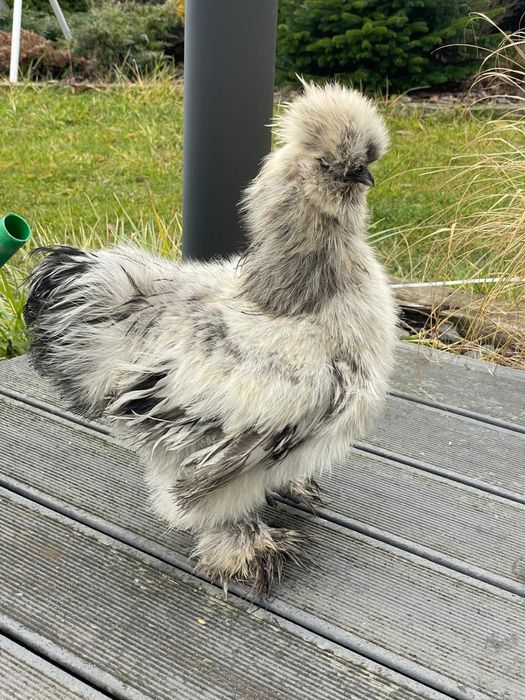 Koguciki Silki młode koguty  22 tygodnie