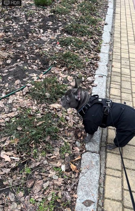 Комбінезон з капюшоном, дощовик