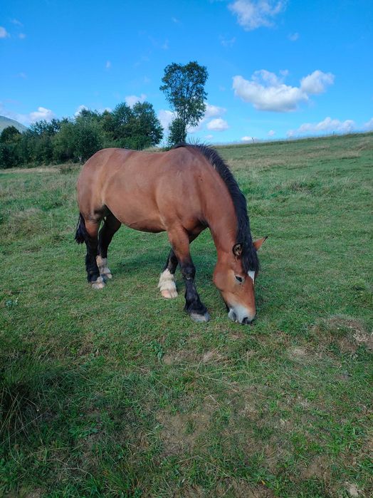 Sprzedam kobyły źrebne