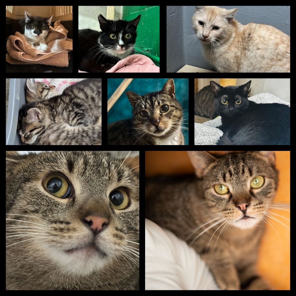 Kotki w różnym wieku do adopcji