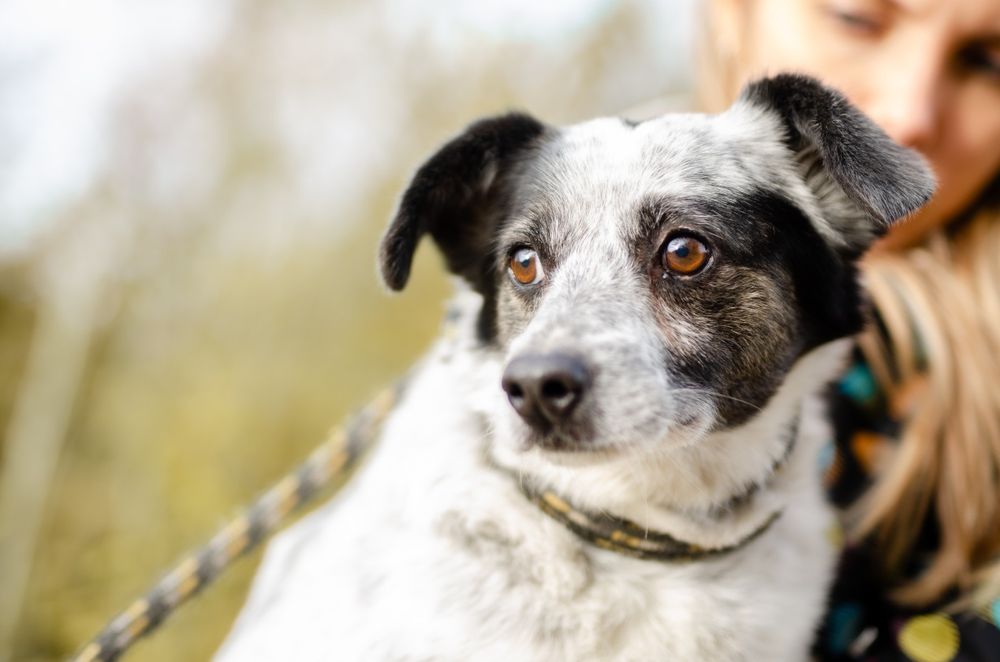 Pies do adopcji szuka domu