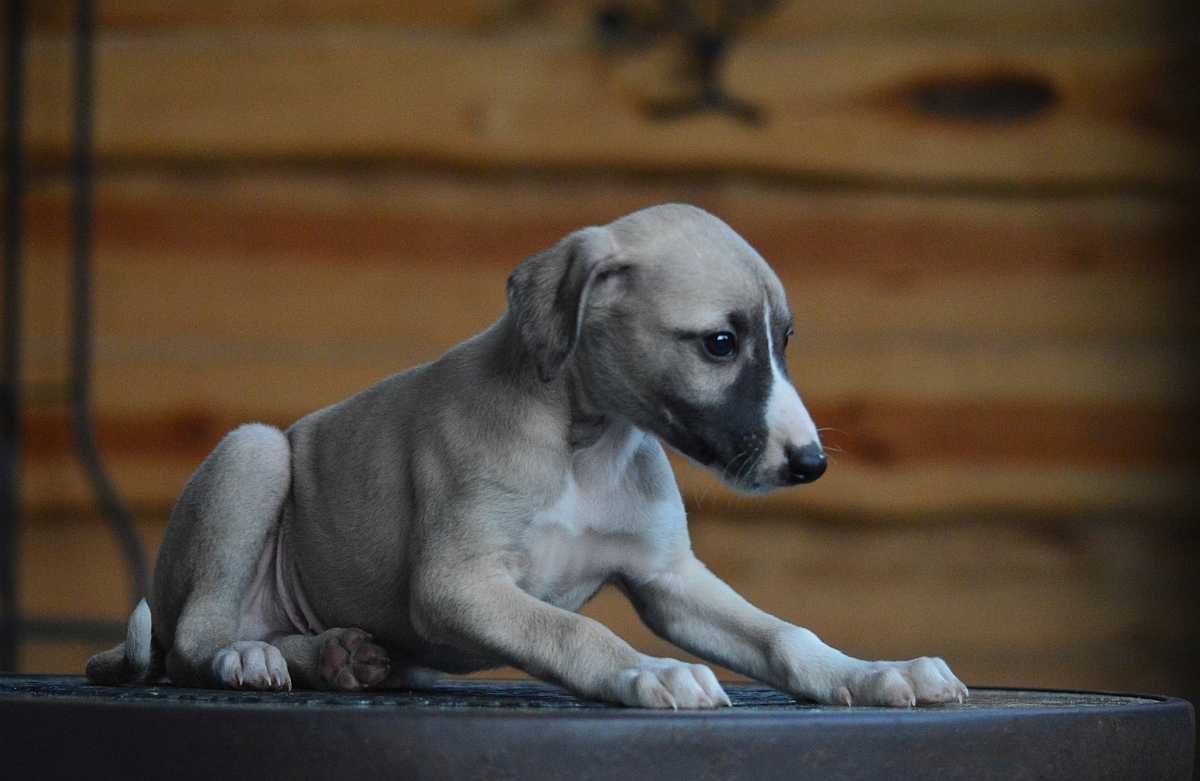 whippet piesek, doskonały rodowód