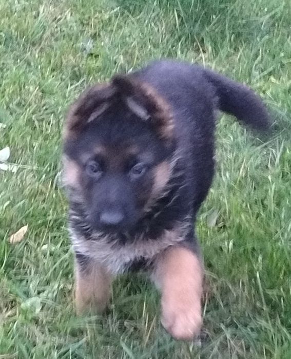 Owczarek Niemiecki -szczeniak piesek