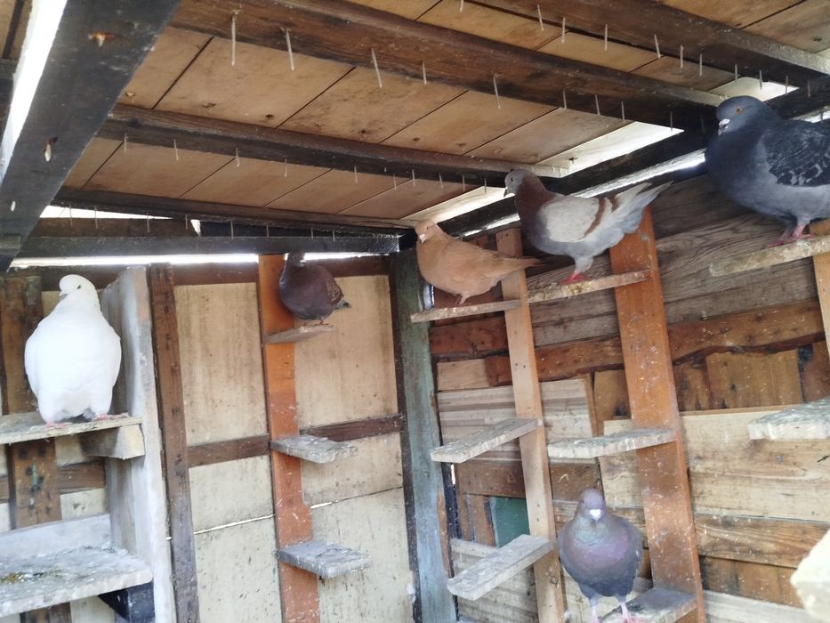 Sprzedam gołębie Kingi parka 100 zl