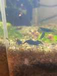 Camaroes/ neocaridinas black sakura