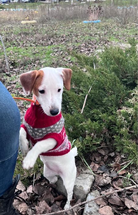 Красивая девочка джек рассел терьер в любящую семью