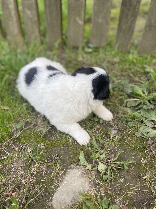 Віддамо в хороші руки цуценят