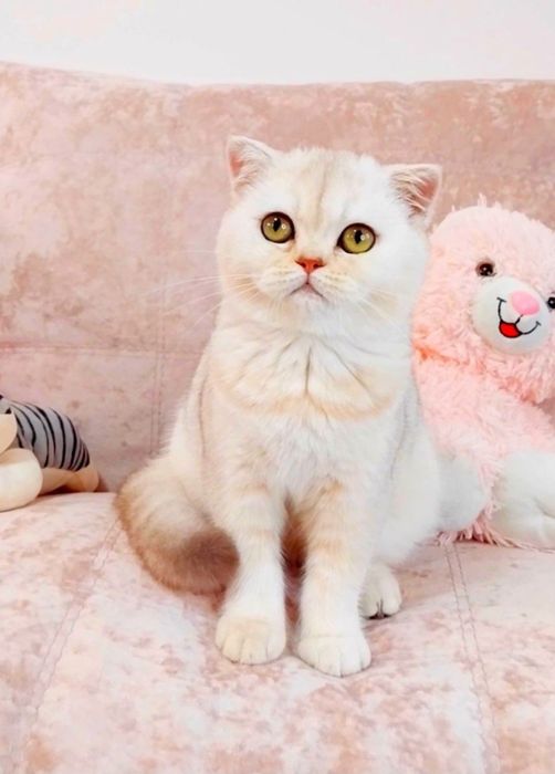 Невероятная красотка девочка шиншиллка