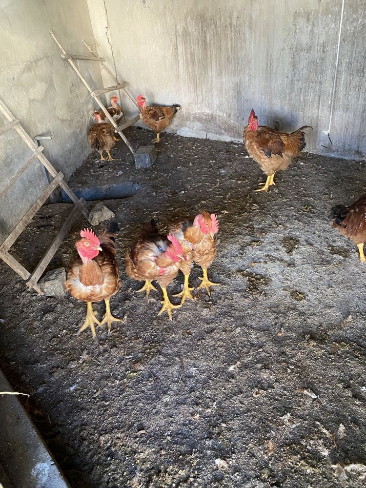 Galos de pescoso esfulado