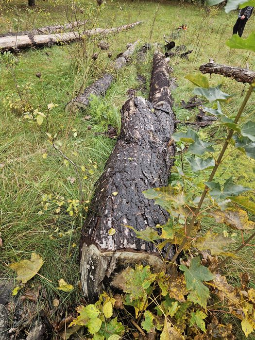 sprzedam drewno sosnowe drzewa