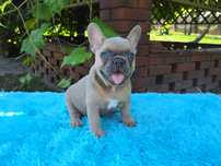 Buldog Francuski piesek  Blue Fawn