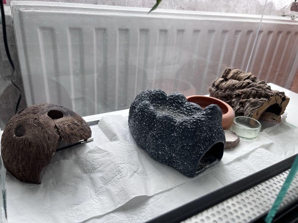 Gekon lampraci z terrariu