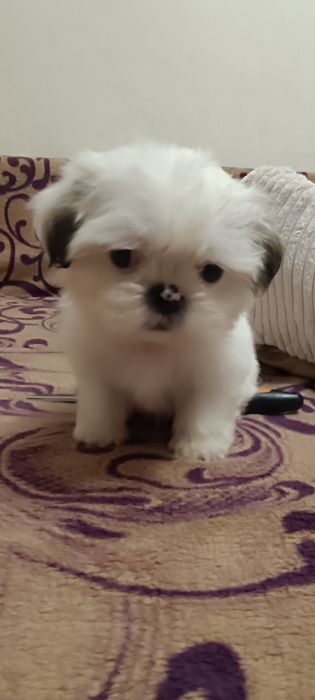 Хлопчики Ши-тцу. Забілені,чистокровні.Mini.