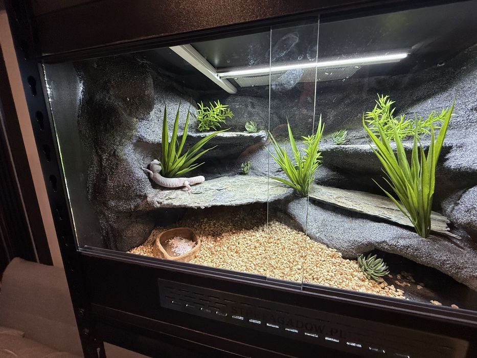 Terrarium dla gekona lamparciego