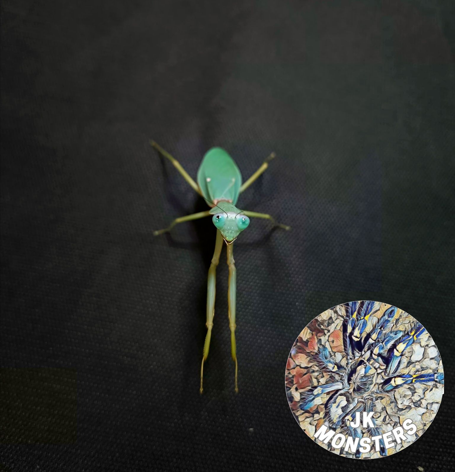 Modliszka Rhombodera stalli+gratisy