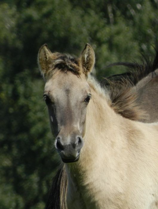 Koniki polskie - odsadki - klaczki