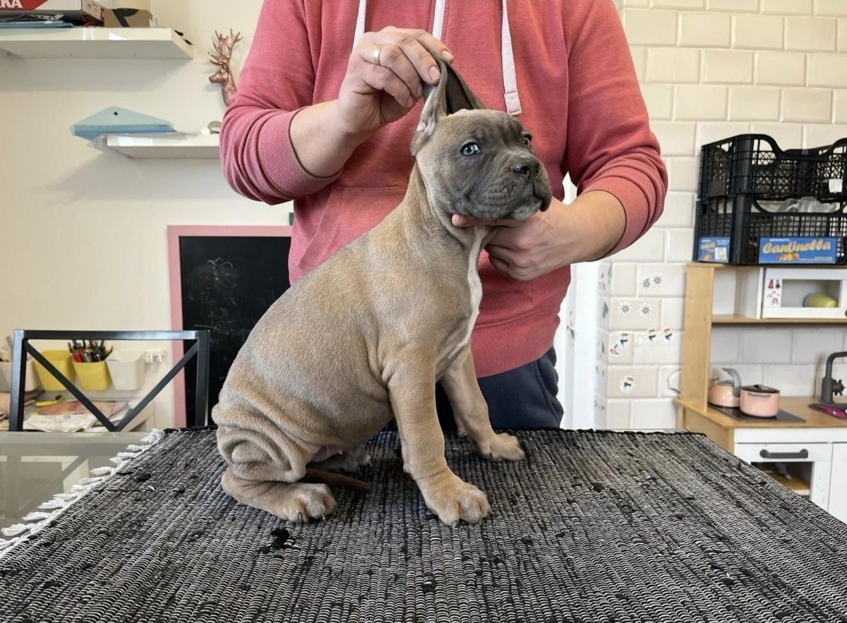 Cane Corso mocny pies