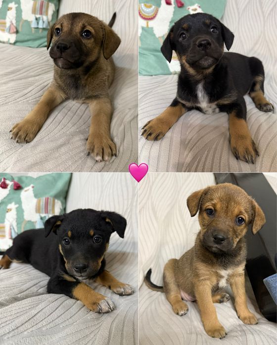 Безкоштовно собачки в люблячу сімʼю