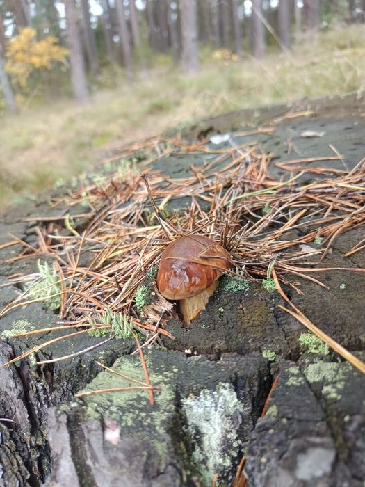 Podgrzybki w zalewie occtowej