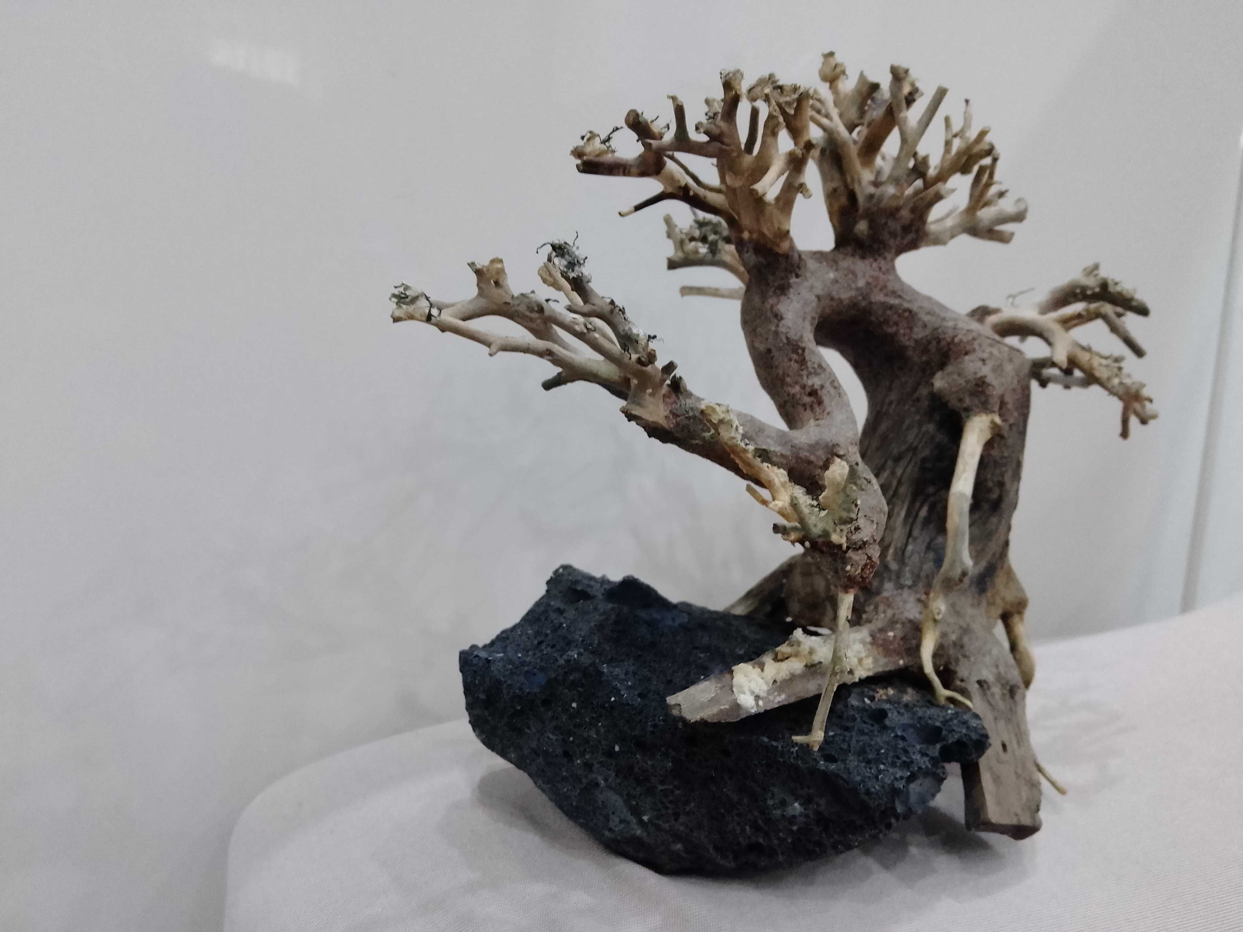 Drzewko bonsai do akwarium