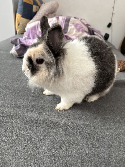 Krolik Lionhead