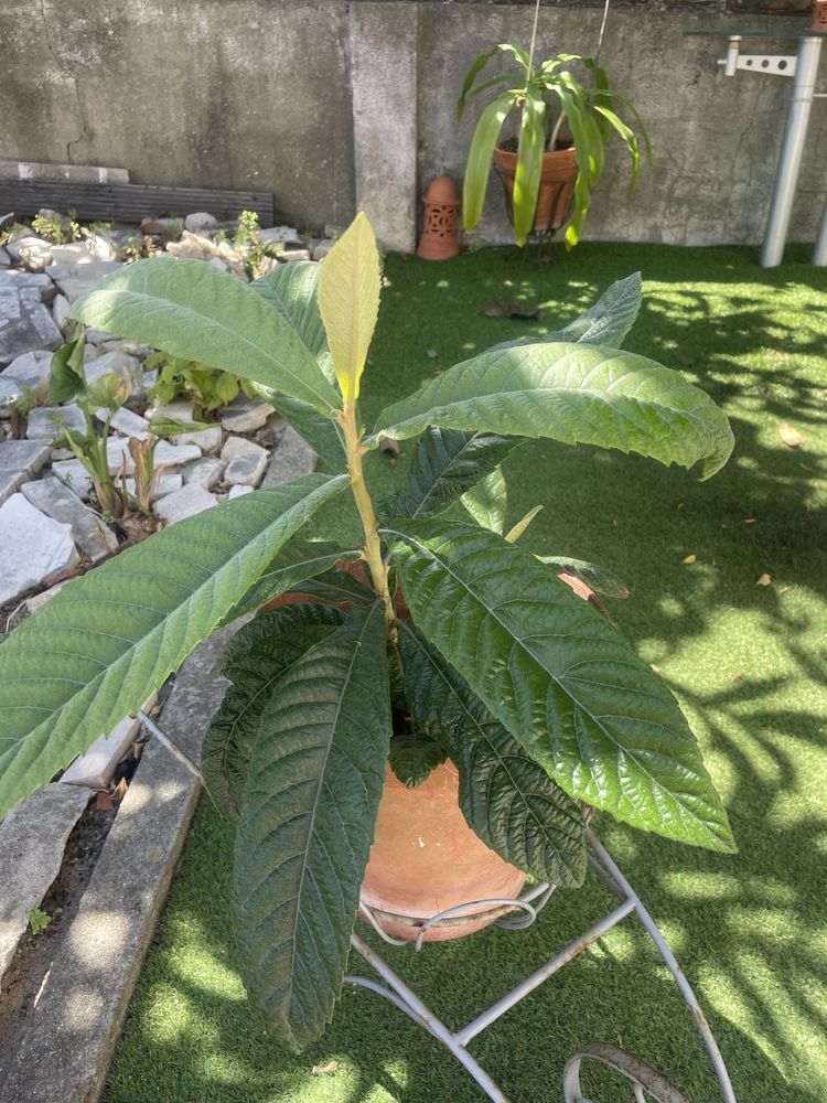 Pe de nesperas varios tamanhos