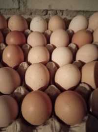 Rolnicze jajka ekologiczne
