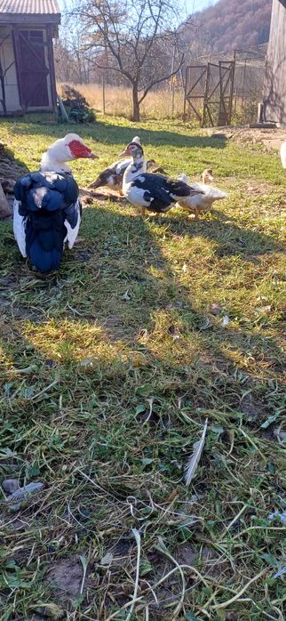 Продам індокачки