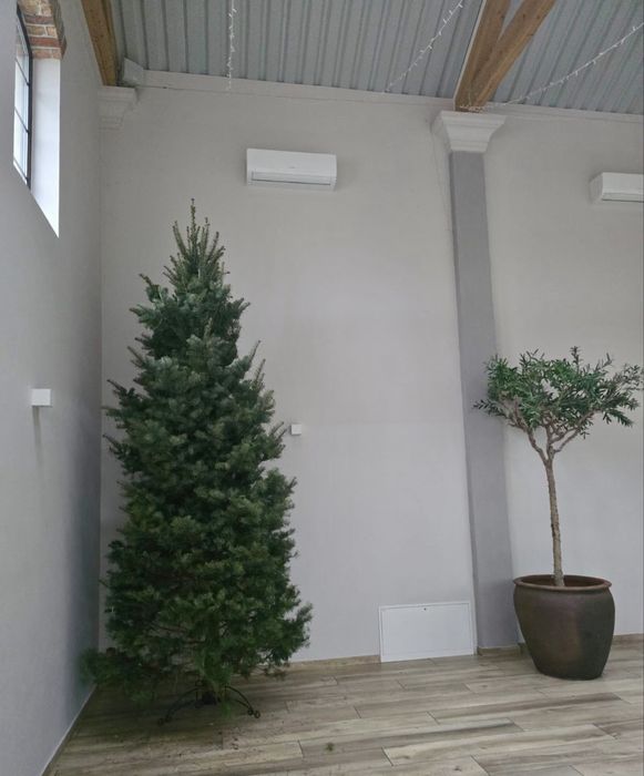 Wysokie choinki premium 3-4m jodła kalifornijska WŁASNA PLANTACJA