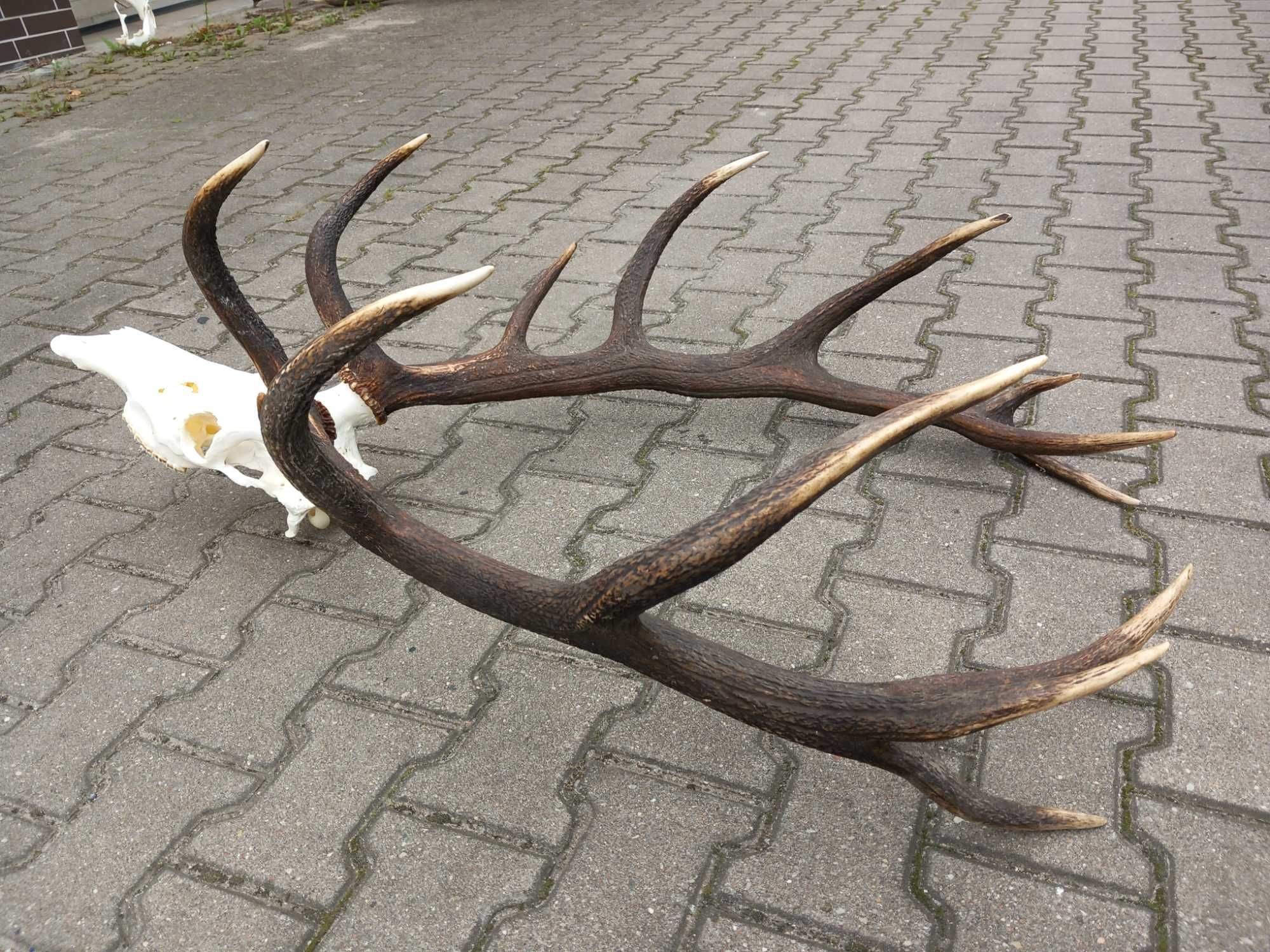 Poroże, Wieniec, Byk, Jeleń, Szesnastak, 8,1 kg