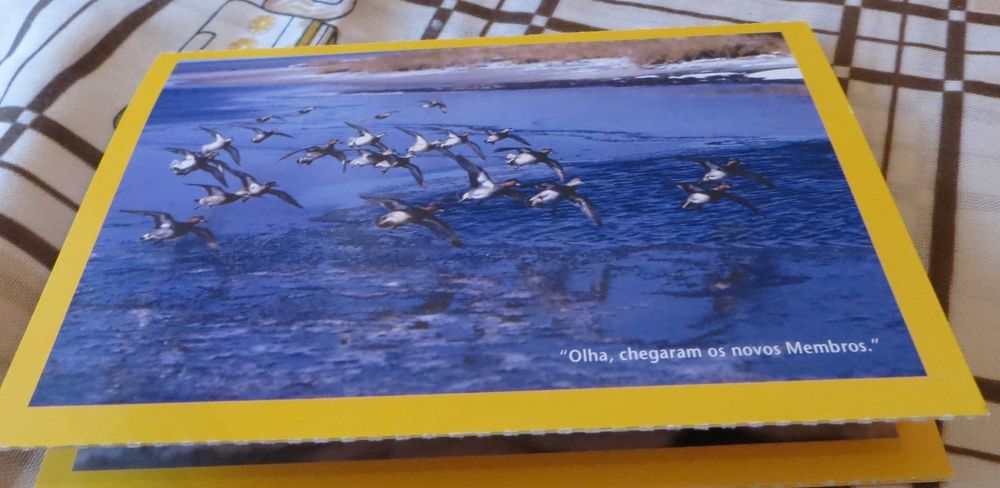 Acessórios Animais , Urso Polar, Pinguim, c/ mensagem  - Conjunto 4