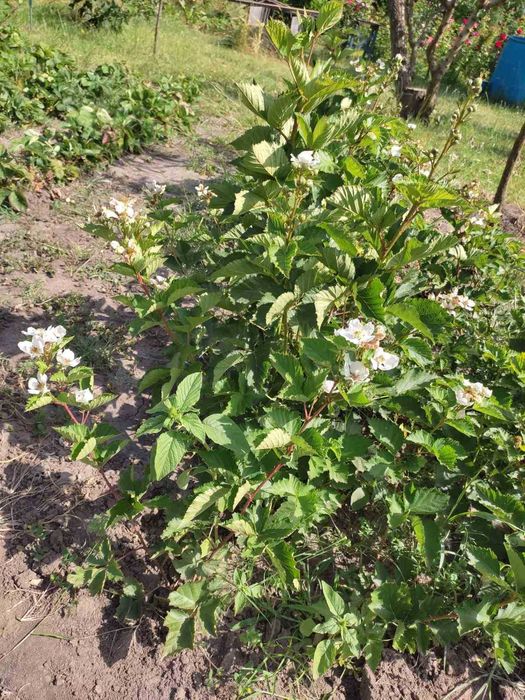 Саджанці ожини 2 сорти в наявності