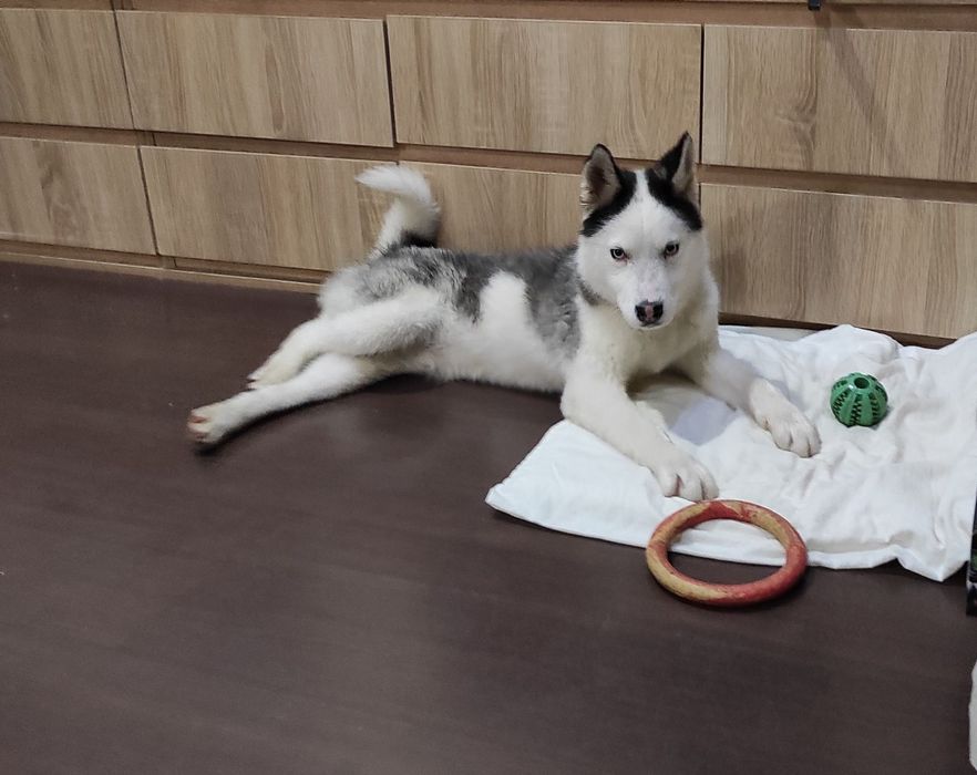 Безкоштовно Щеня хаски хлопчик