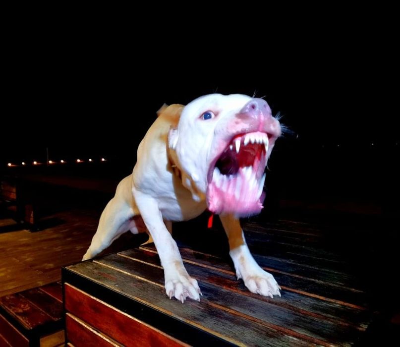 Pies bandog- cane corso mastino dog argentyński boerboel pitbull