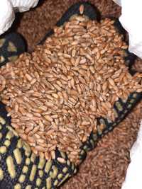 Пшеница для проращивания, ростки пшеницы, ЗОЖ, микрогрин